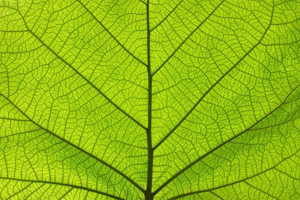 Issue cover image